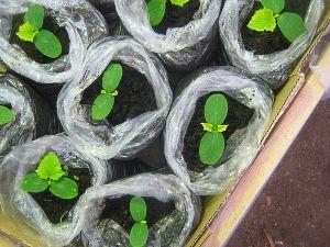 sur la photo, des plants de courgettes dans des sacs séparés