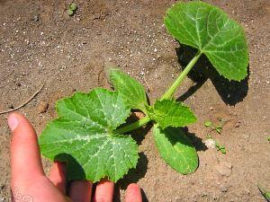 Sur la photo, transplanter des plants de courgettes en pleine terre