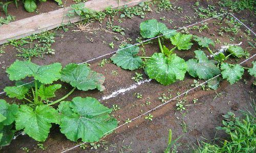 La foto muestra un diagrama de plantación de calabacines en campo abierto.