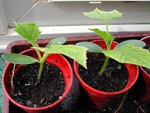 Sur la photo, faire pousser des plants de courgettes dans des gobelets séparés