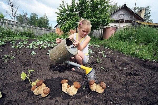 champignons du pays