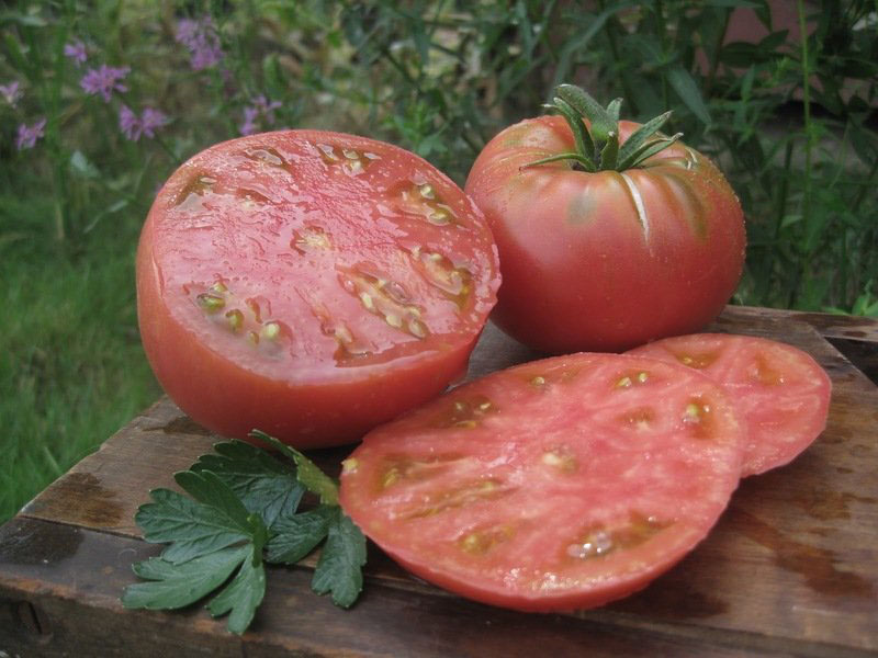 Mikado de tomate de frutos grandes