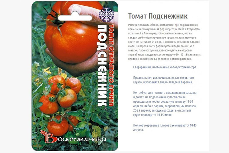 tomate campanilla