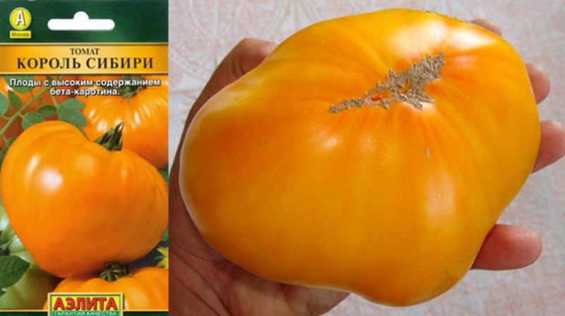 tomate amarillo rey de Siberia