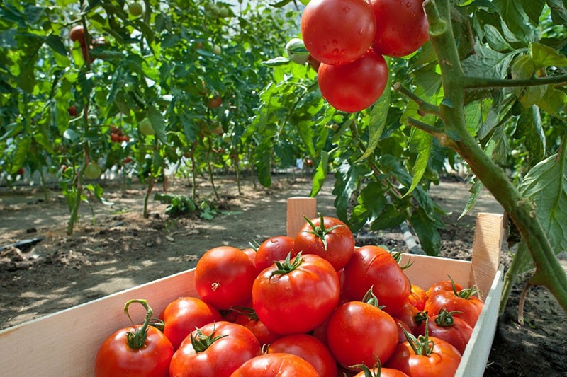 Tomates de selección siberiana