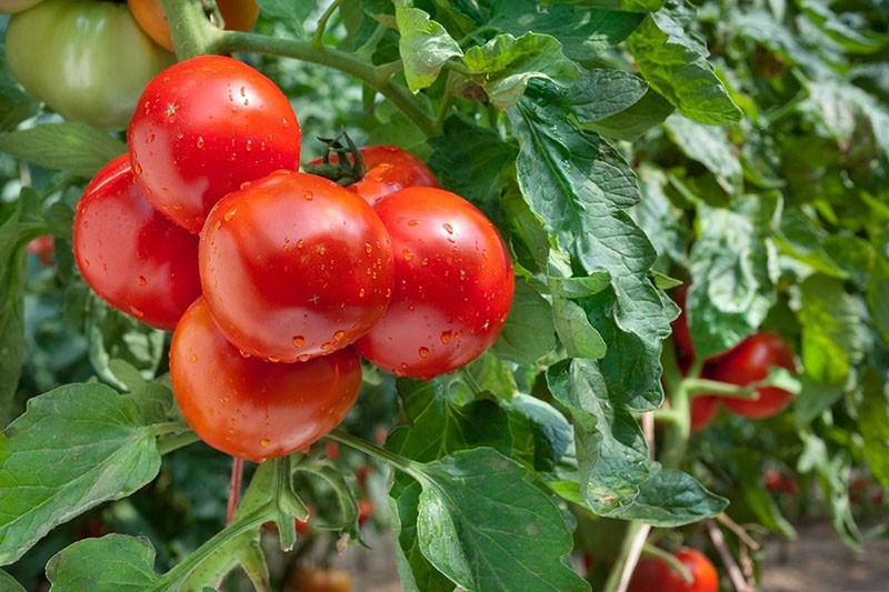 los tomates maduran