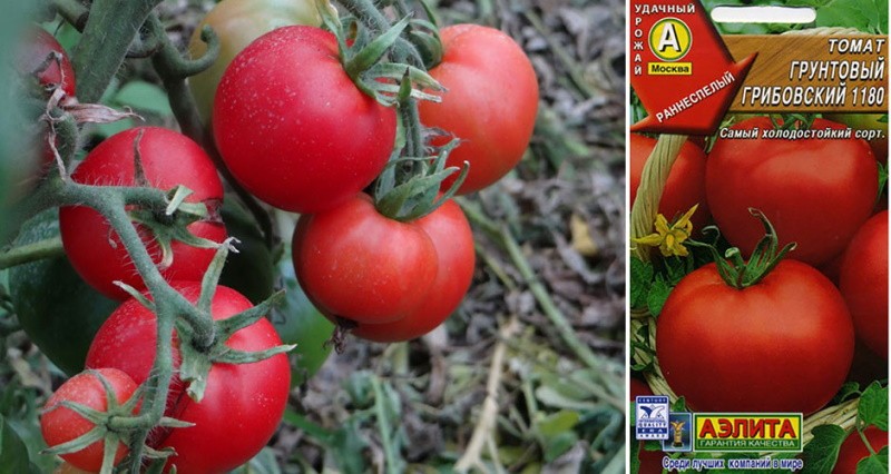 champiñón de tomate molido