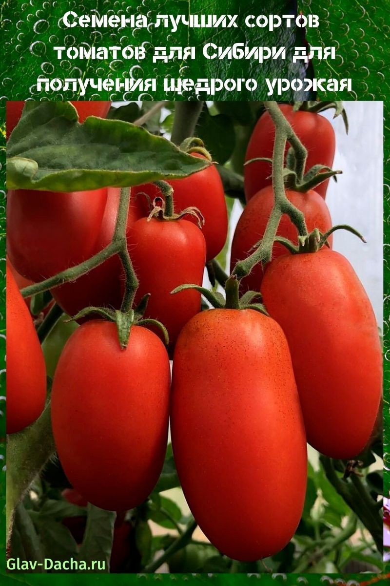 semillas de las mejores variedades de tomates para Siberia
