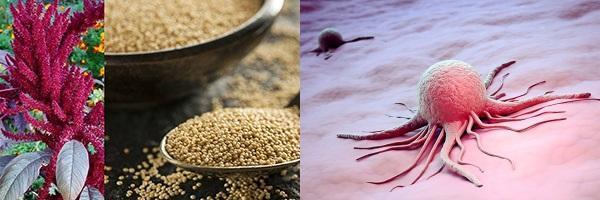 el amaranto cura el cáncer