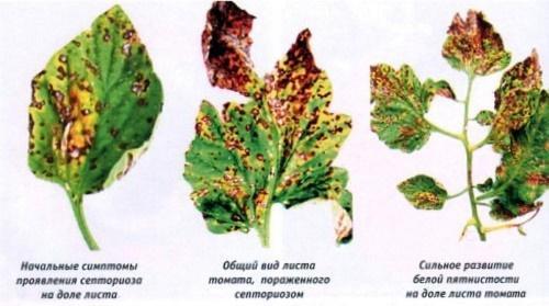 signos de septoria