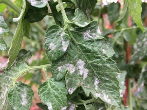 septoria de tomate