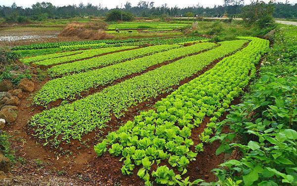 rotation des cultures et plantation combinée