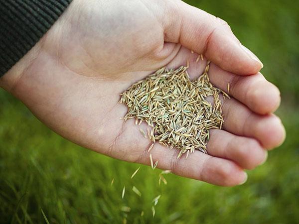 Semer de l'herbe sur la pelouse