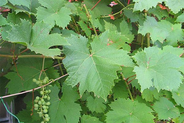 feuilles de vigne pour champagne