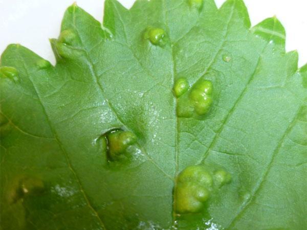 ces feuilles ne peuvent pas être utilisées pour le champagne