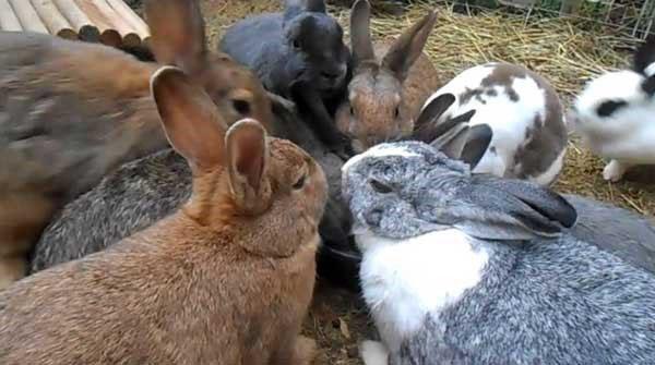 des lapins à l'aise