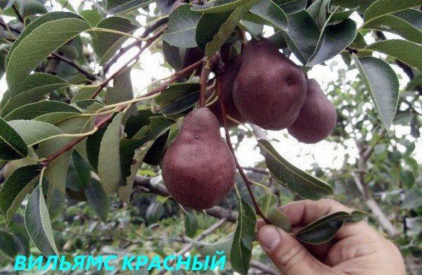 Variedad roja Williams