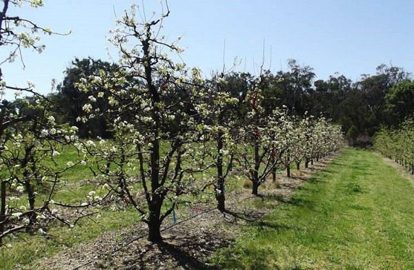 poire Williams dans le jardin