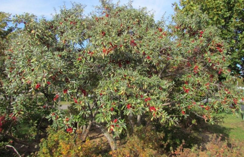 Shepherdia silver da fruto