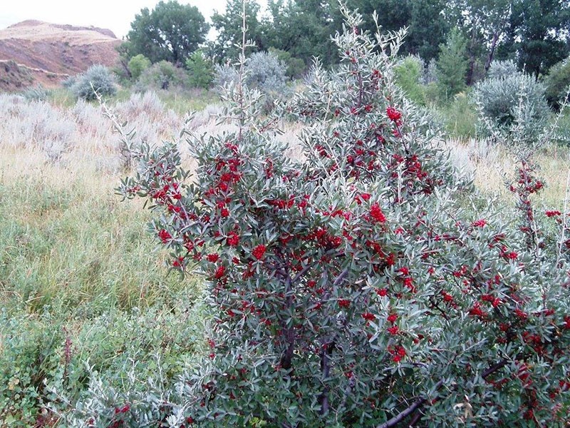 Las bayas de Shepherdia maduran