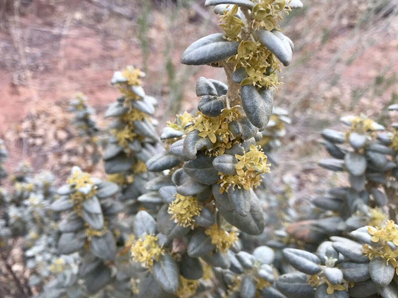 Shepherdia flores plateadas