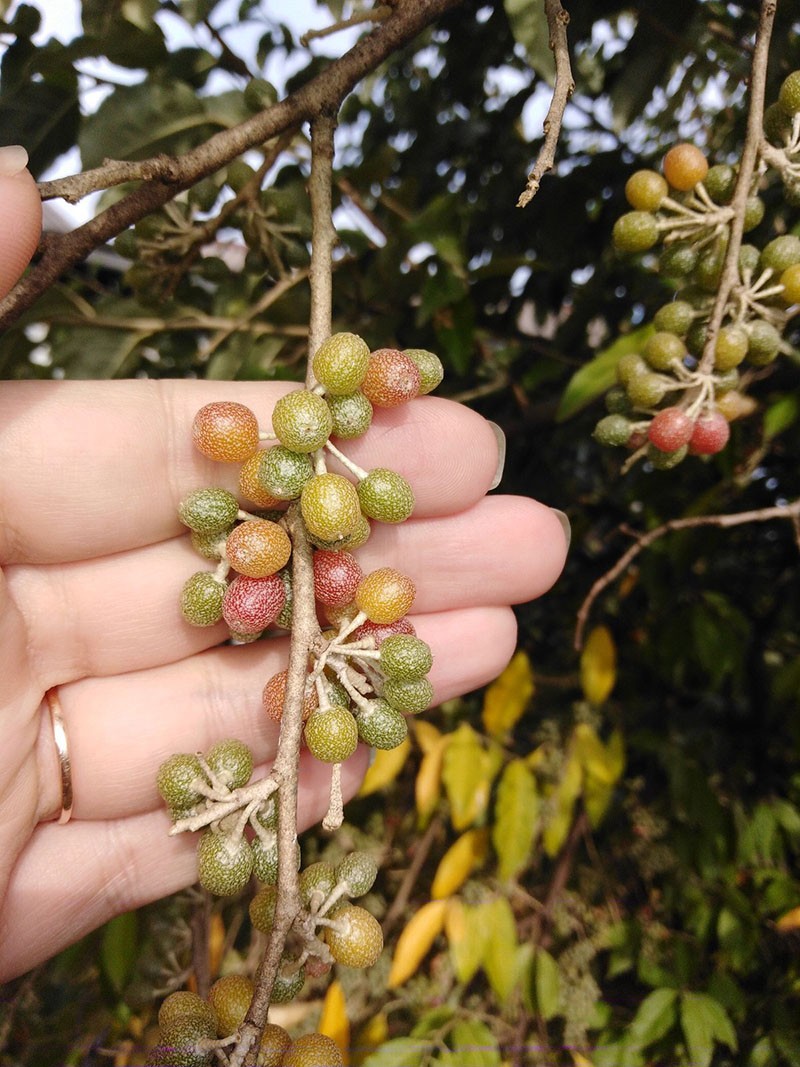 Proceso de maduración de Shepherdia