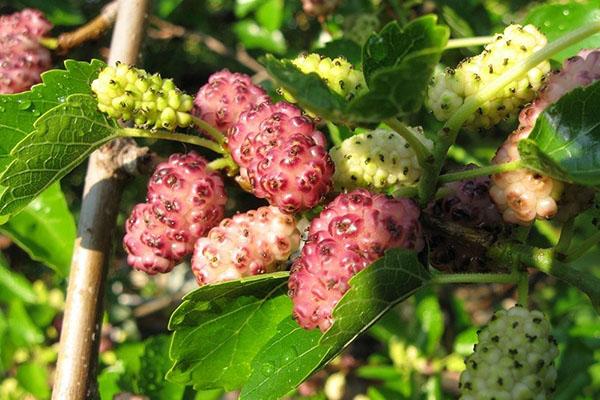 mûrier blanc avec une teinte rose