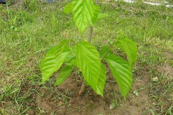 planter un semis de mûrier blanc