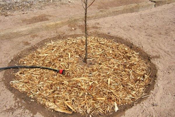 paillage de cercle de tronc