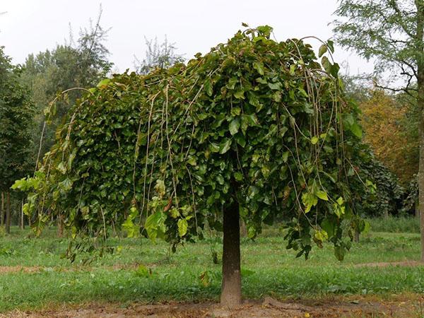 taille du mûrier