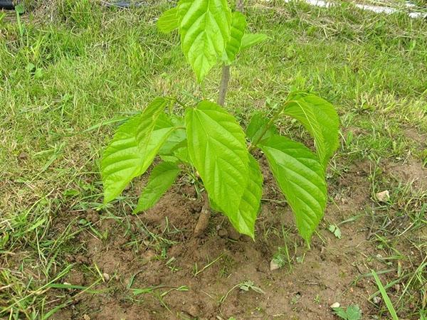 site de plantation de mûriers