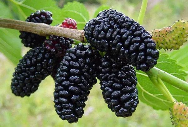 plantation et entretien du mûrier noir