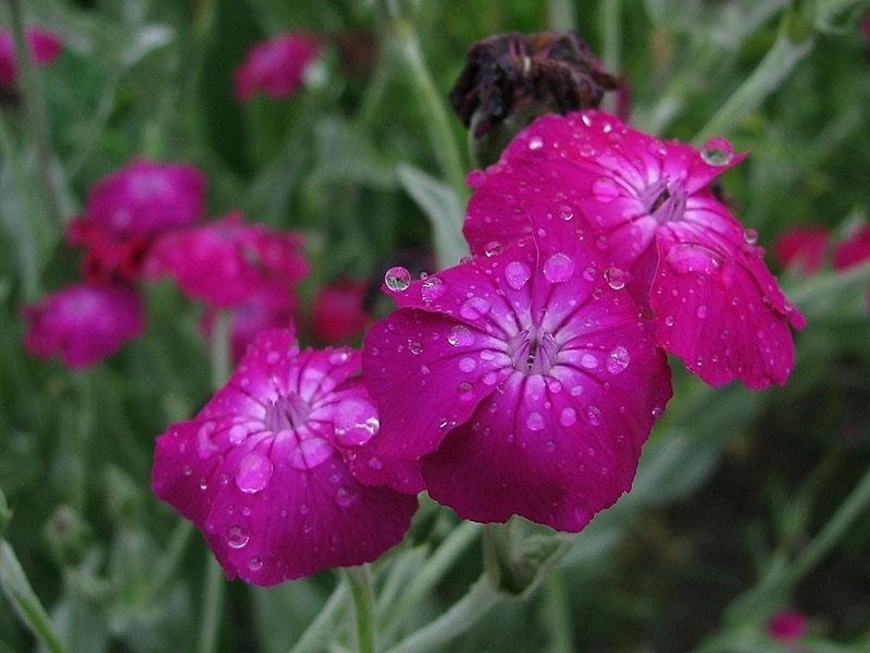 lychnis jupiter