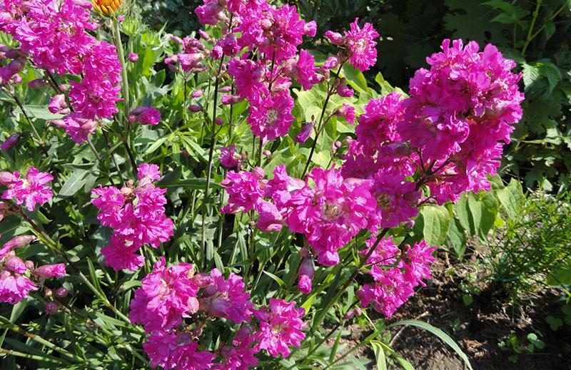 cultivo de lychnis a partir de semillas