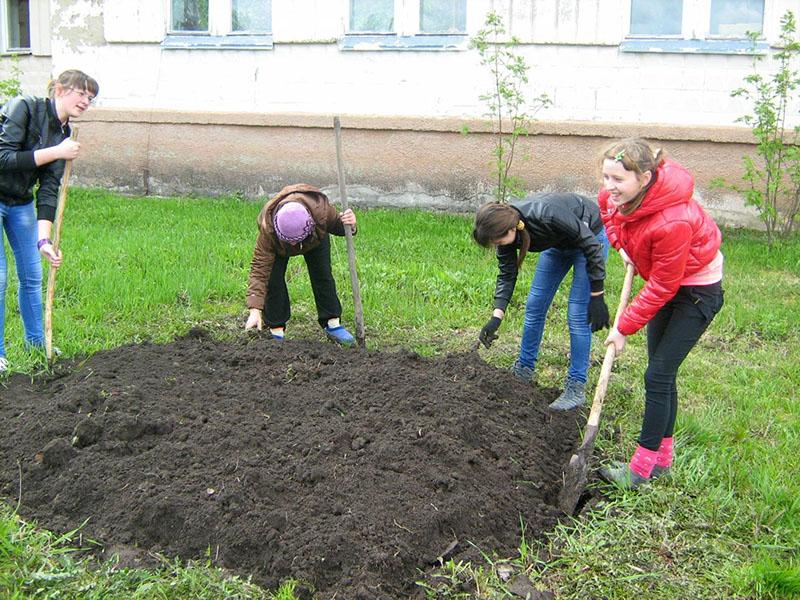 preparación del macizo de flores