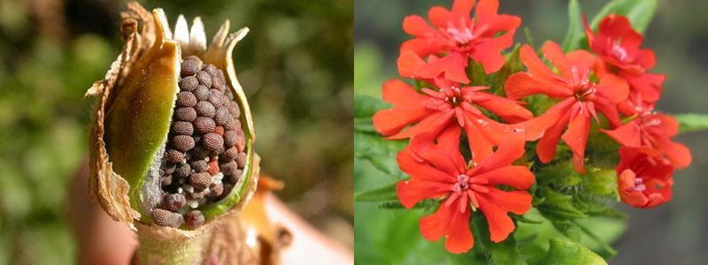 semillas de lychnis