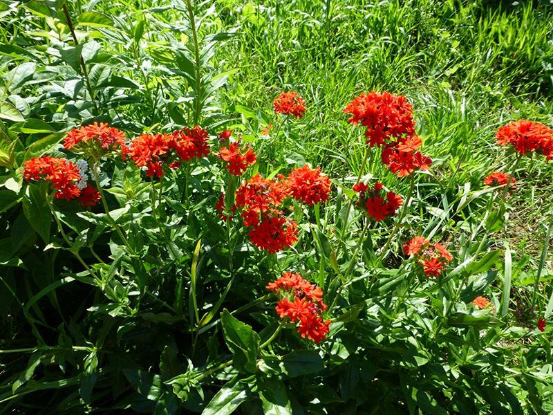 Soin des Lichnis dans le jardin