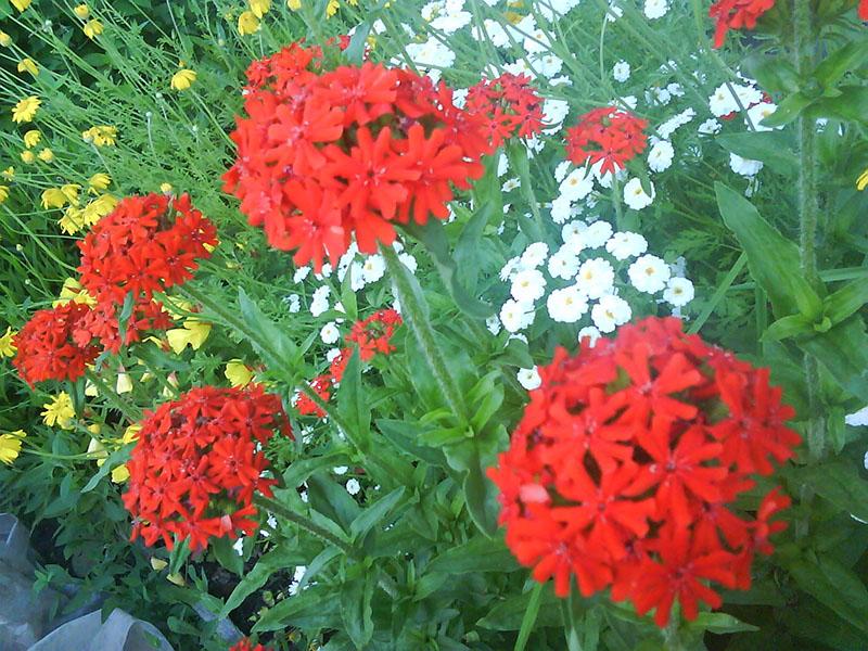 compositions florales avec lychnis