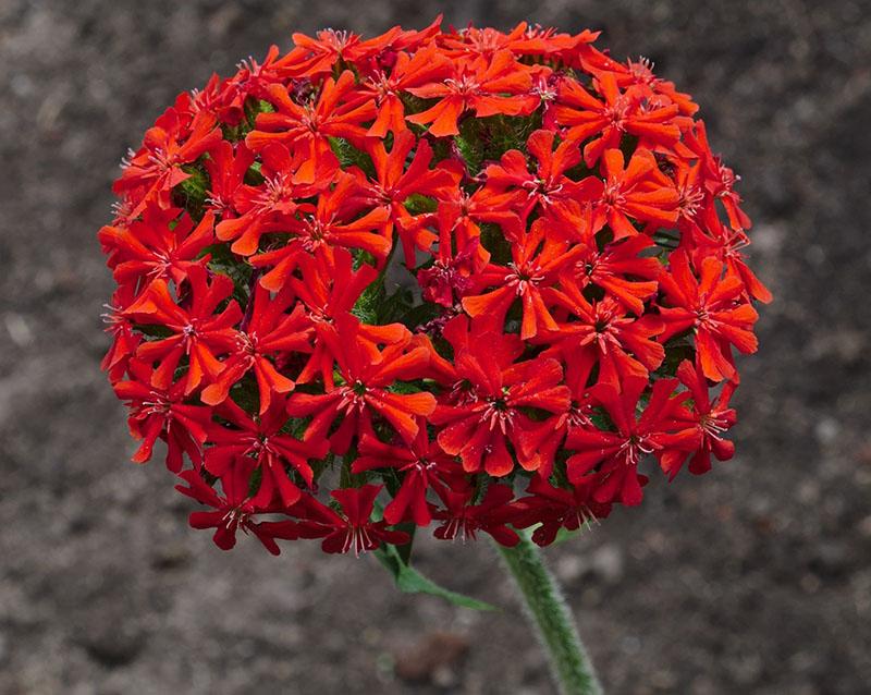 inflorescence sphérique