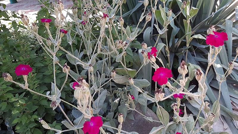 taille des lychnis