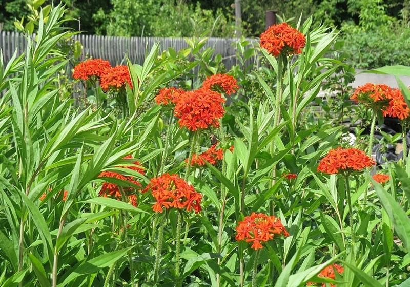 lychnis en su cabaña de verano