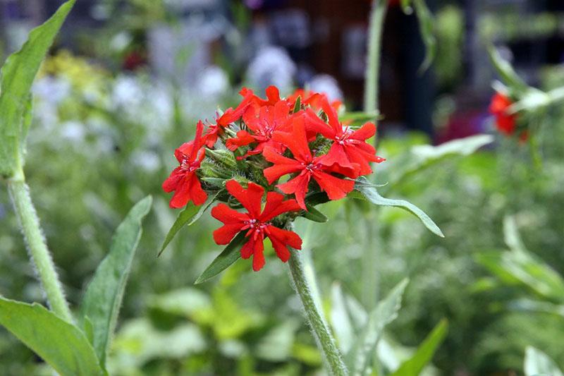 lychnis en la naturaleza