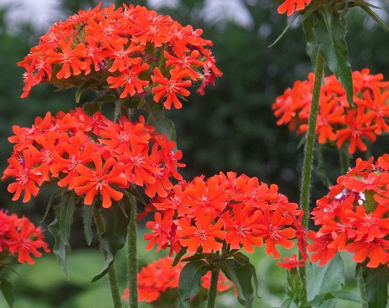 calcedonia lychnis