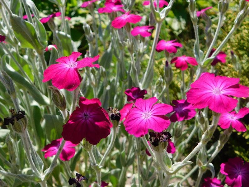 couronne de lychnis