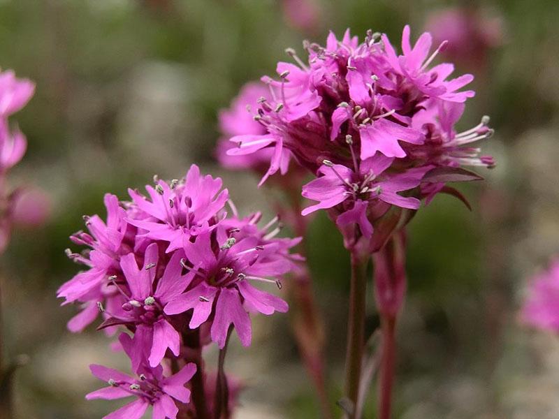 lychnis alpin