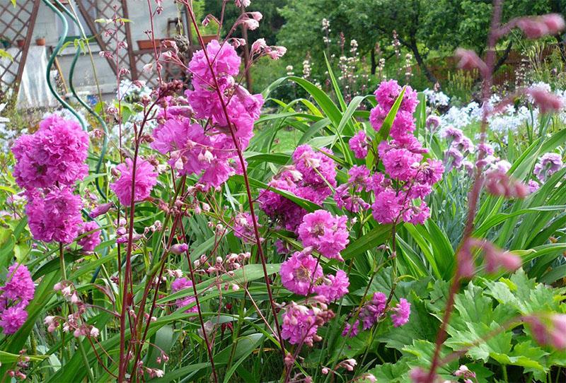 lychnis viskaria