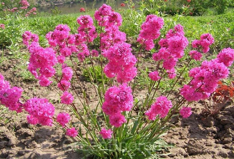 lychnis rosette