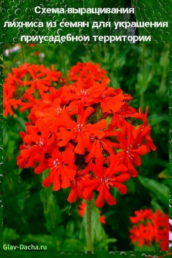 cultivo de lychnis a partir de semillas