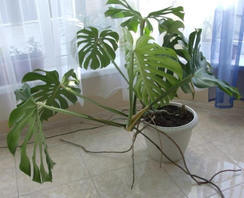 conditions de garde de monstera