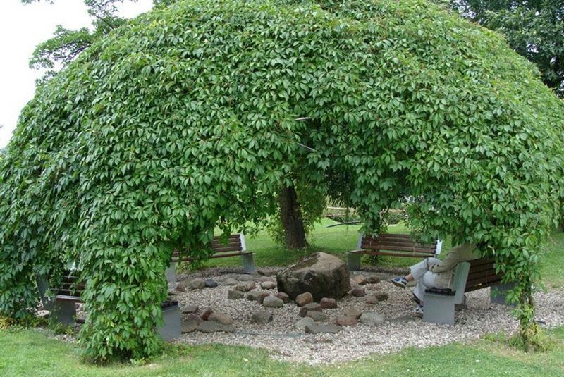 paredes y techo de una glorieta hecha de plantas